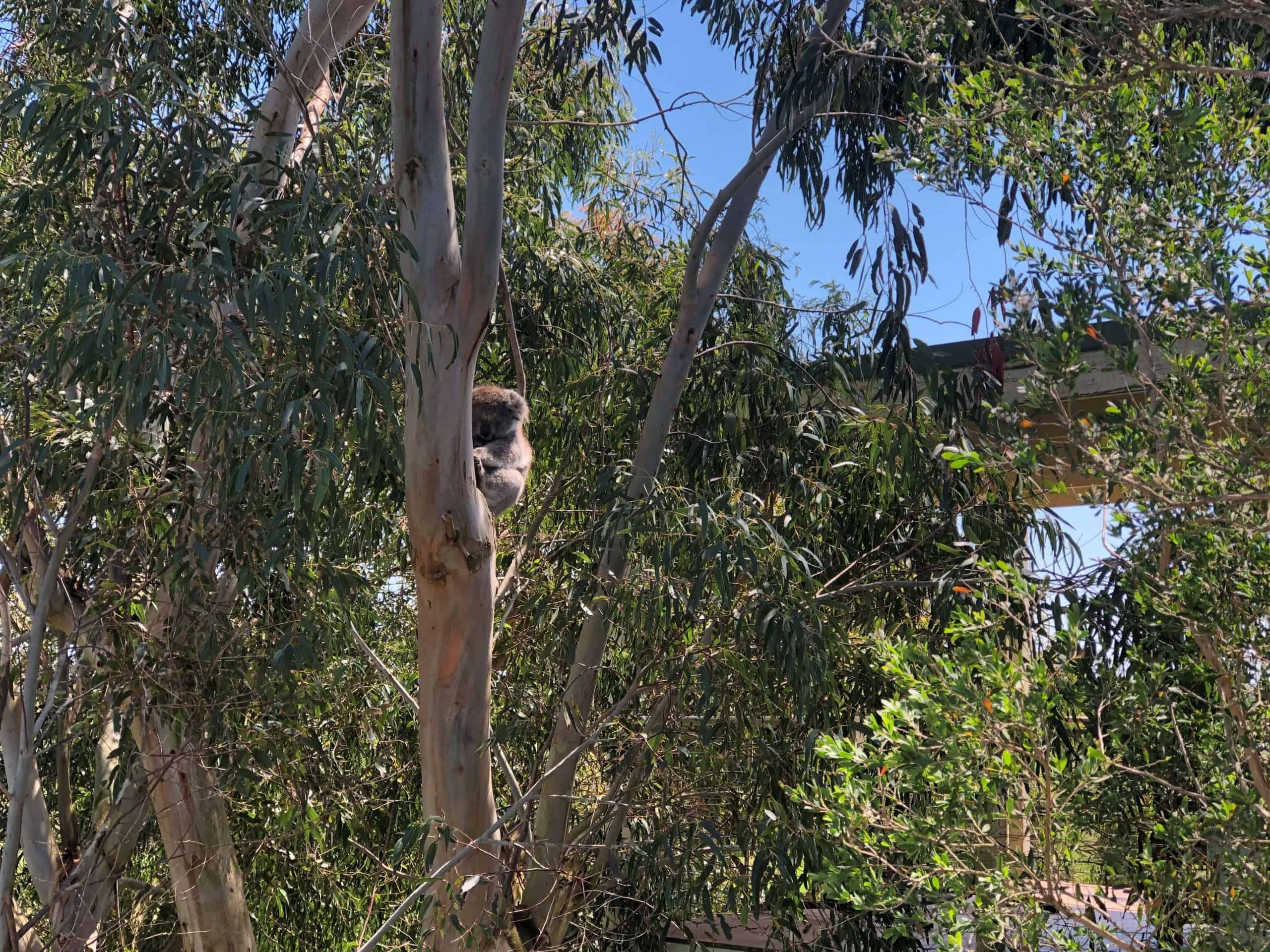 Koala sleeping in a tree